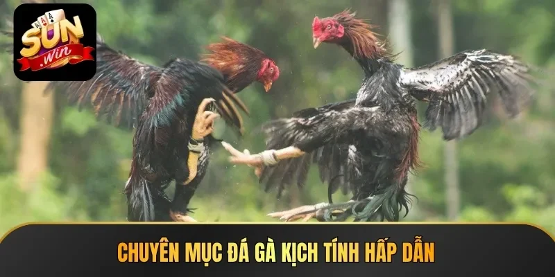 Chuyên mục đá gà kịch tính được nhiều người yêu thích